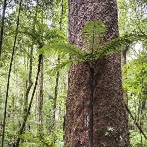 Fern and Kauri Tree, Waipoua Kauri Forest, Northland Region, North Island, New Zealand