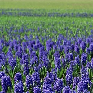 Field of blue hyacinths at Lisse in the Netherlands, Europe