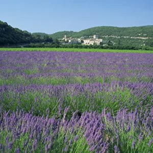 Field of lavender and village of Montclus in distance, Gard, Languedoc-Roussillon