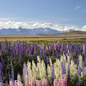 Field of lupins with Southern Alps behind, near Lake Tekapo, Canterbury region, South Island, New Zealand, Pacific