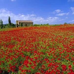 Field of poppies and barn