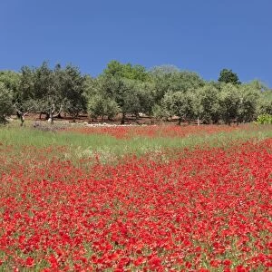 Field of poppies and olive trees, Valle d Itria, Bari district, Puglia, Italy, Europe