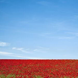 Field of poppies (Papaver hoeas), near Barrasford, Northumberland, England