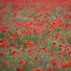 Field of red poppies, Chipping Campden, Cotswolds, Gloucestershire, England, United Kingdom