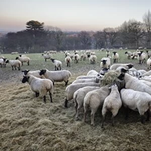Field of sheep feeding on hay in winter, Burwash, East Sussex, England, United Kingdom