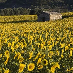 Field of sunflowers, Provence, France, Europe