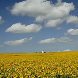 Field of sunflowers with water tower in distance, Charente, France, Europe