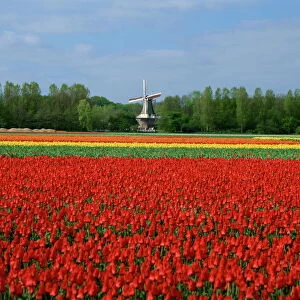 Field of tulips with a windmill in the background, near Amsterdam, Holland, Europe