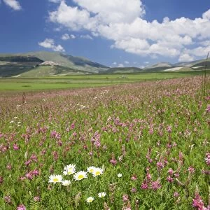 Field of wildflowers, Castelluccio di Norcia, Piano Grande, Monti Sibillini National Park