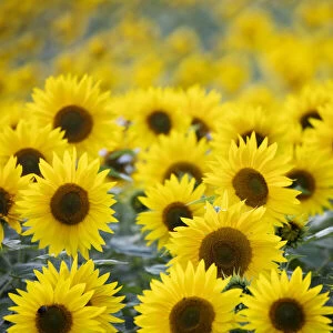 Field full of yellow sunflowers, Newbury, West Berkshire, England, United Kingdom, Europe