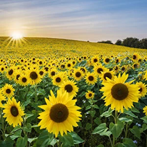 Field full of yellow sunflowers, Newbury, West Berkshire, England, United Kingdom, Europe