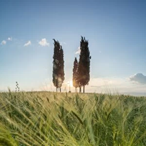 Fields of ears of corn and cypresses on the gentle green hills of Val d Orcia, UNESCO