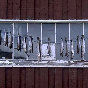 Fish drying