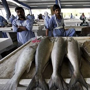 Fish market in Deira, Dubai, United Arab Emirates, Middle East