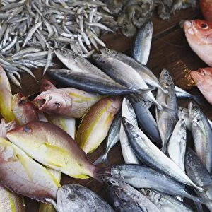 Fish at market, Weligama, Southern Province, Sri Lanka, Asia