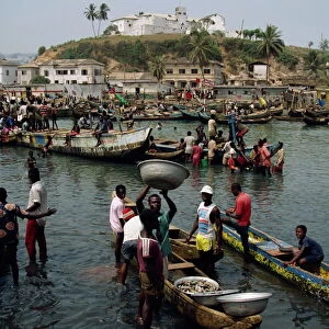 Fishermen bringing catch ashore, Elmina, Ghana, West Africa, Africa