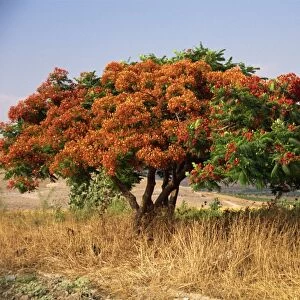 Flame tree, Jordan, Middle East