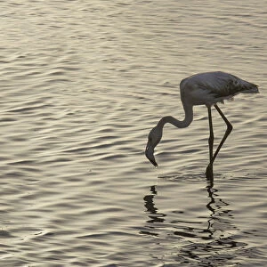 Flamingo in the water, Walvis Bay, Namibia, Africa