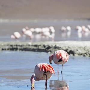 Flamingoes at Laguna Adeyonda on Altiplano, Potosi Department, Bolivia, South America