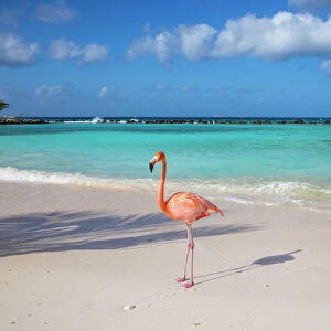 Flamingos on Flamingo beach, Renaissance Island, Oranjestad, Aruba, Lesser Antilles