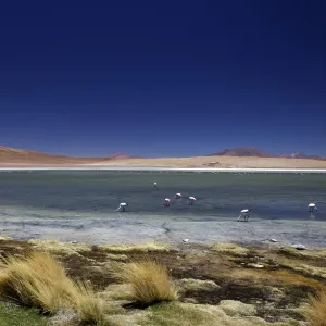 Flamingos on Laguna Canapa, South Lipez, Southwest Highlands, Bolivia, South America