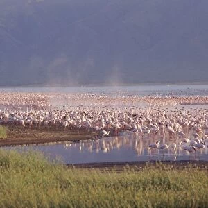 Flamingos, Lake Bogoria