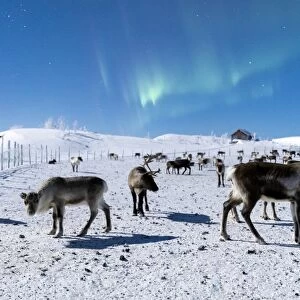 Flock of reindeer under Northern Lights (Aurora Borealis), Abisko, Kiruna Municipality