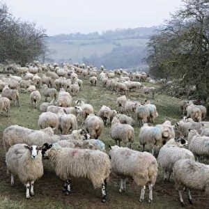 Flock of sheep on Cotswold hillside, Broadway, Cotswolds, Worcestershire, England