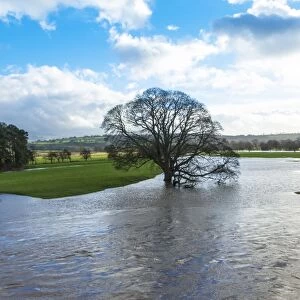 Floodwaters, River Eden, Eden Valley, Cumbria, England, United Kingdom, Europe