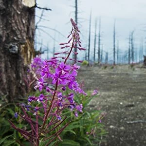 Flower blooming in a dead tree forest on the Tolbachik volcano, Kamchatka, Russia, Eurasia