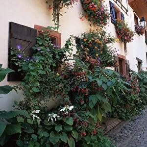 Flower-filled village street, Eguisheim, Haut-Rhin, Alsace, France, Europe