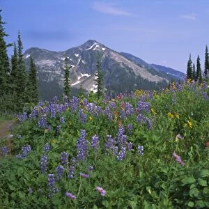 Flower meadow, Mount Revelstoke National Park, Rocky Mountains, British Columbia (B