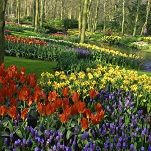 Flowering bulbs on display at the Keukenhof Gardens in Lisse, Holland, Europe