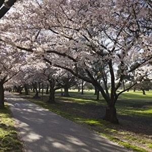 Flowering cherry trees in blossom along Harper Avenue, Hagley Park, Christchurch, Canterbury, South Island, New Zealand, Pacific
