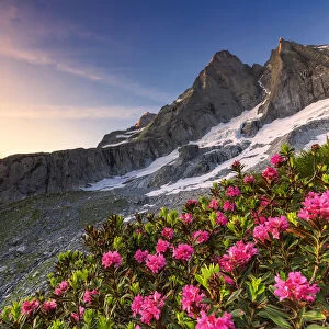Flowering rhododendrons with the famous Pizzo Badile in the background at sunrise