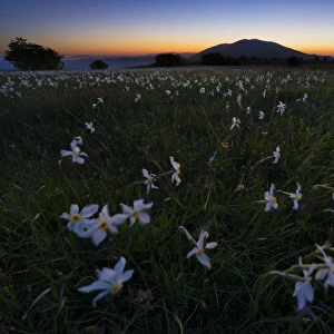 Flowers blooming on Mount Petrano by night, Apennines, Marche, Italy, Europe