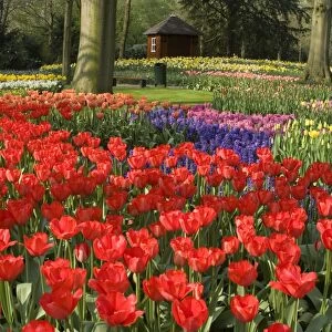 Flowers at Keukenhof Gardens, near Leiden, Netherlands, Europe