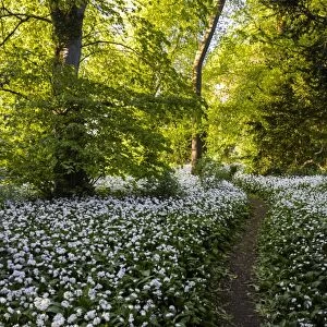 Flowers in a woods near Badbury Hill, Oxford, Oxfordshire, England, United Kingdom, Europe