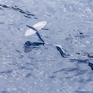 Flying fish from the family Exocoetidae taking flight near White Island, North Island, New Zealand, Pacific