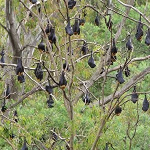 Flying foxes resting in tree, Yarra Bend Park, Melbourne, Victoria, Australia, Pacific