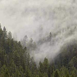 Fog among evergreens, Yellowstone National Park, UNESCO World Heritage Site, Wyoming, United States of America, North America