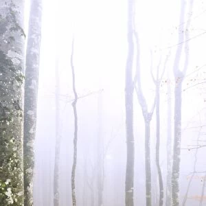 Fog in the forest of Bagni di Masino during autumn, Valmasino, Valtellina. Lombardy