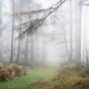 Foggy autumn woods at Wass Bank near Helmsley, The North Yorkshire Moors, England