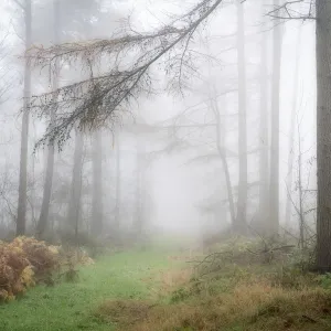 Foggy autumn woods at Wass Bank near Helmsley, The North Yorkshire Moors, England