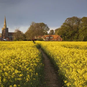 Footpath in rapeseed field to village of Peasemore and St