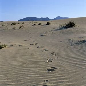 Footprints through sand dunes, near Corralejo, Fuerteventura, Canary Islands, Spain, Europe