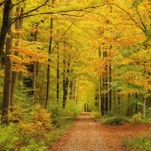 Forest in autumn, Schoenbuch, Baden-Wurttemberg, Germany, Europe