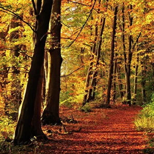 Forest, Fuerstenfeldbruck, Bavaria, Germany, Europe