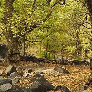 Forest near Imlil village, Toubkal mountains, High Atlas, Morocco, North Africa, Africa