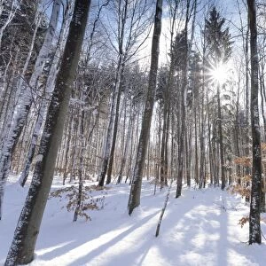 Forest in winter, Swabian Alb, Baden Wurttemberg, Germany, Europe